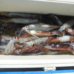 大進丸（愛知） 釣果