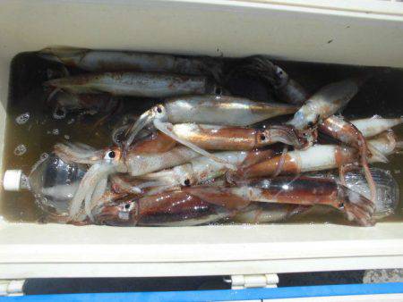 大進丸（愛知） 釣果