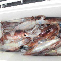 大進丸(愛知) 釣果