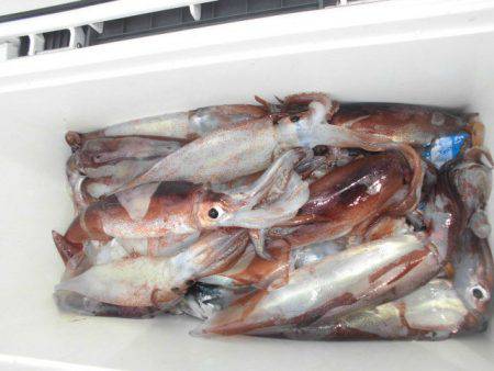 大進丸(愛知) 釣果