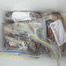 大進丸(愛知) 釣果