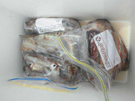 大進丸(愛知) 釣果