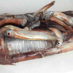 大進丸(愛知) 釣果