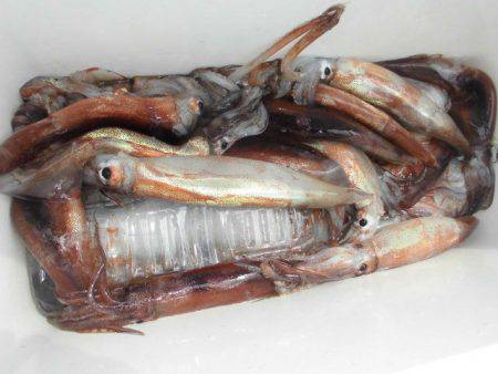 大進丸(愛知) 釣果