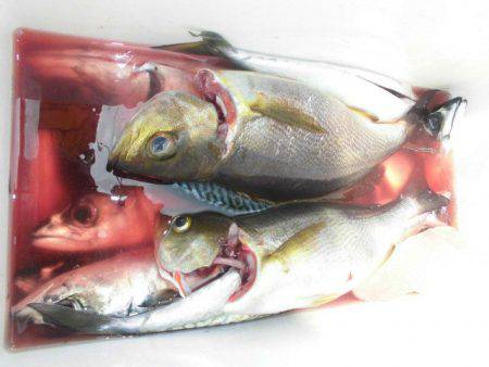 大進丸（愛知） 釣果