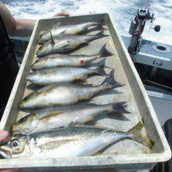 大進丸（愛知） 釣果