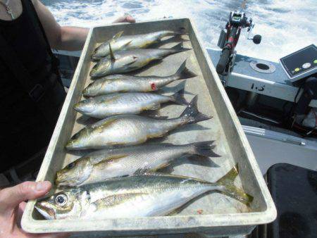 大進丸（愛知） 釣果