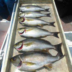 大進丸（愛知） 釣果