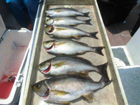 大進丸（愛知） 釣果