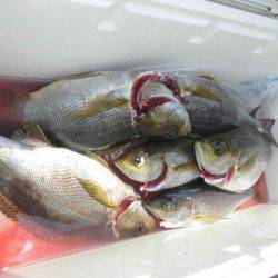 大進丸（愛知） 釣果