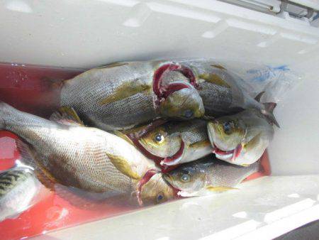 大進丸（愛知） 釣果