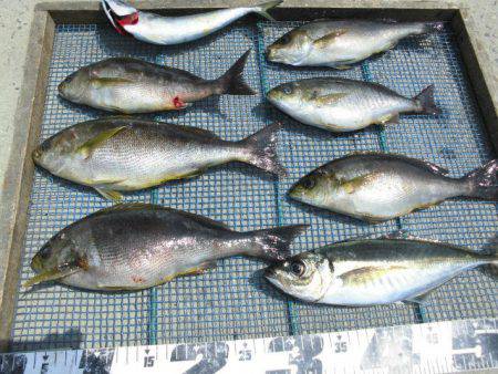 大進丸（愛知） 釣果