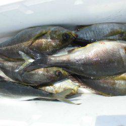 大進丸（愛知） 釣果