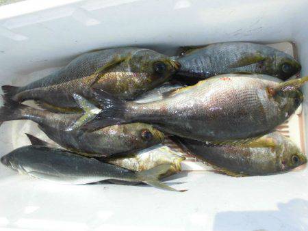 大進丸（愛知） 釣果