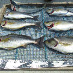 大進丸（愛知） 釣果