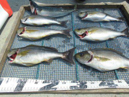 大進丸（愛知） 釣果
