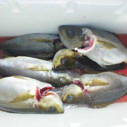 大進丸（愛知） 釣果