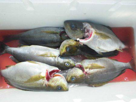 大進丸（愛知） 釣果