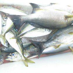 大進丸（愛知） 釣果