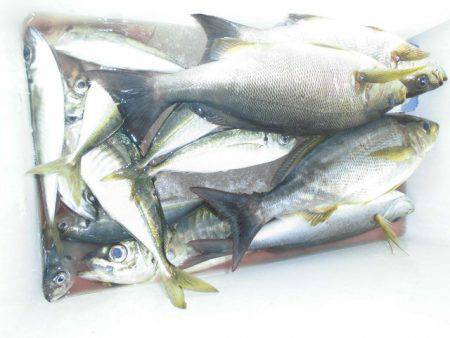 大進丸（愛知） 釣果