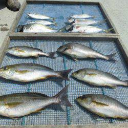 大進丸（愛知） 釣果