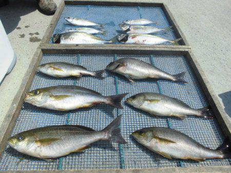 大進丸（愛知） 釣果