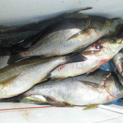 大進丸（愛知） 釣果