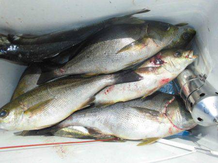 大進丸（愛知） 釣果