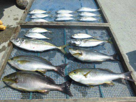 大進丸（愛知） 釣果