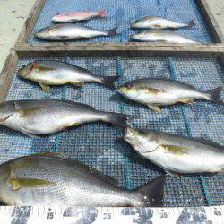 大進丸（愛知） 釣果