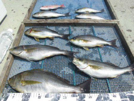 大進丸（愛知） 釣果