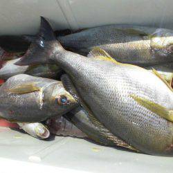 大進丸（愛知） 釣果