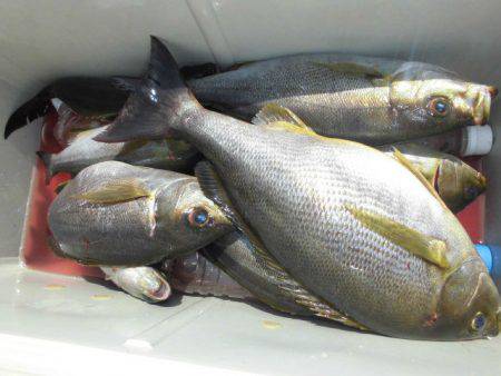 大進丸（愛知） 釣果