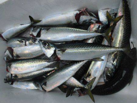 大進丸（愛知） 釣果