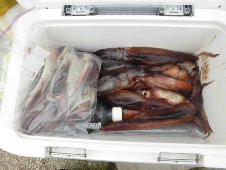 大進丸（愛知） 釣果