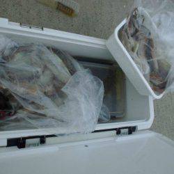 大進丸（愛知） 釣果