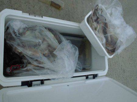 大進丸（愛知） 釣果