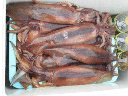 大進丸（愛知） 釣果