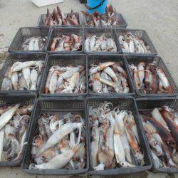 大進丸（愛知） 釣果