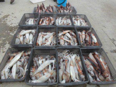 大進丸（愛知） 釣果