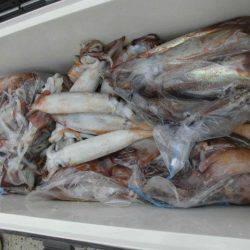 大進丸（愛知） 釣果