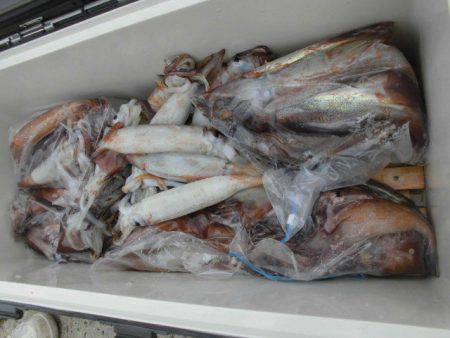 大進丸（愛知） 釣果