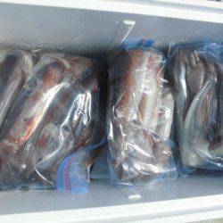 大進丸（愛知） 釣果