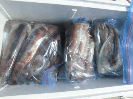 大進丸（愛知） 釣果