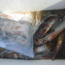 大進丸（愛知） 釣果