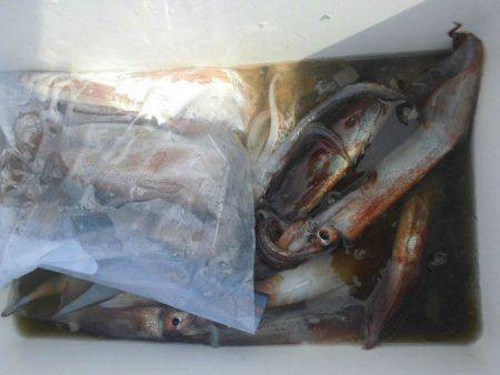 大進丸（愛知） 釣果