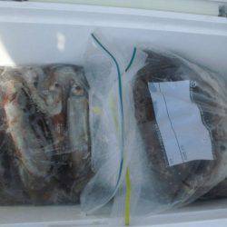 大進丸（愛知） 釣果