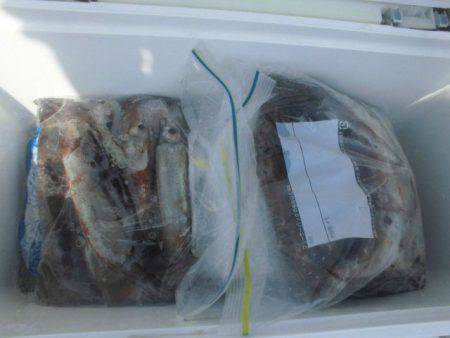 大進丸（愛知） 釣果