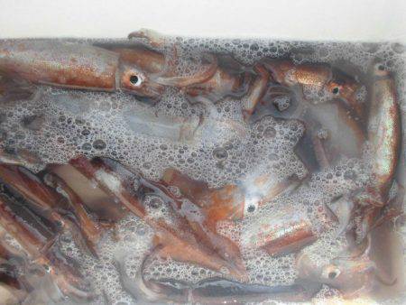 大進丸（愛知） 釣果