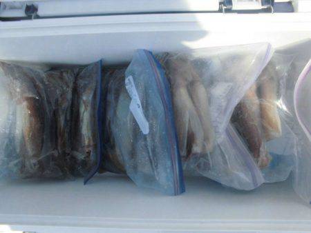 大進丸（愛知） 釣果